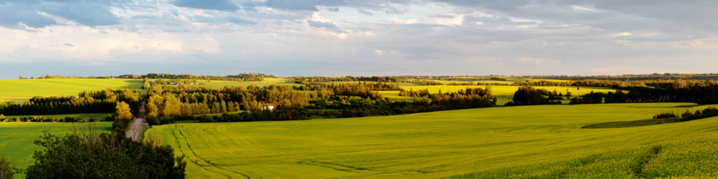 Panoramic landscape view of the Sturgeon River Valley with canola crops in full bloom at sunset; Namao, Alberta, Canada