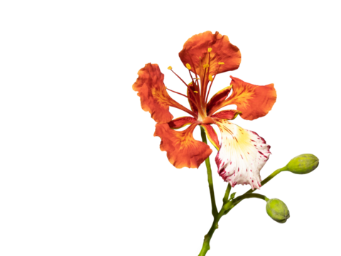 Poinciana regia or Delonix regia flowers isolated and cut out, transparent background. Other names: royal poinciana, flamboyant, acacia rubra, phoenix flower, flame of the forest, flame tree