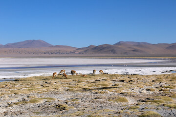 Wildlife at Laguna Colorada, Bolivian altiplano, South America.