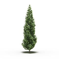 large tree with a shadow under it, isolated on a transparent background, 3D illustration, cg render
