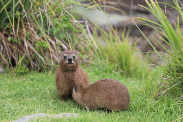 Rock hyrax on the grass.
