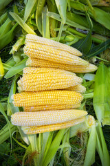 Collecting young corn in summer. Harvesting from the vegetable garden. Agriculture. Close-up.