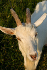 portrait of a goat