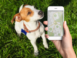 Application to find pet by identification chip. Woman using smartphone near dog with collar outdoors, closeup