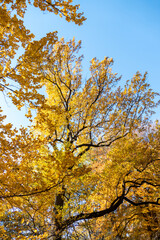 Beautiful landscape in The Central Park, Manhattan, New York.