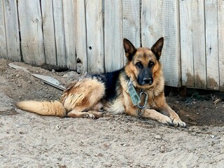 The German Shepherd is lying on the ground. German Shepherd on a chain in the yard.