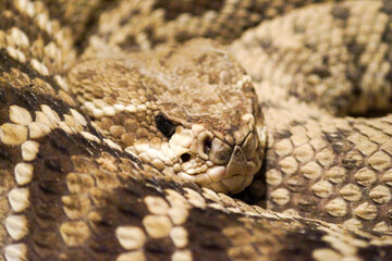 close up of a python