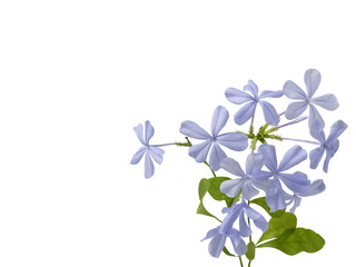 Branch of delicate blue flowers of Plumbago auriculata cut out.. Other names: blue plumbago, cape plumbago, cape lead or beautiful emilia.