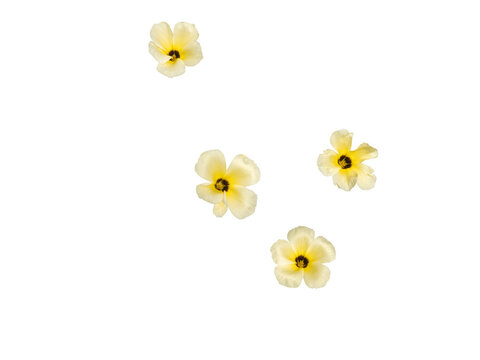 Four white flowers with yellow core isolated and cut out. Turnera Subulata known as white alder, sulfur alder, dark-eyed turnera or chanana.