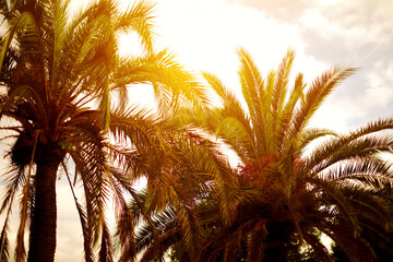 Fototapeta na wymiar the sun's rays of the rising sun among the palm leaves