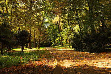Pathway, fallen leaves and trees in beautiful park on autumn day