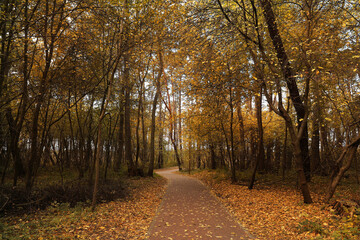 Fototapeta premium Many beautiful trees and pathway with fallen leaves in autumn park