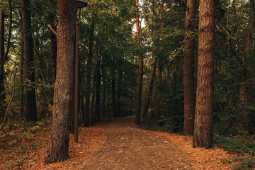 Many beautiful trees and pathway with fallen leaves in autumn park