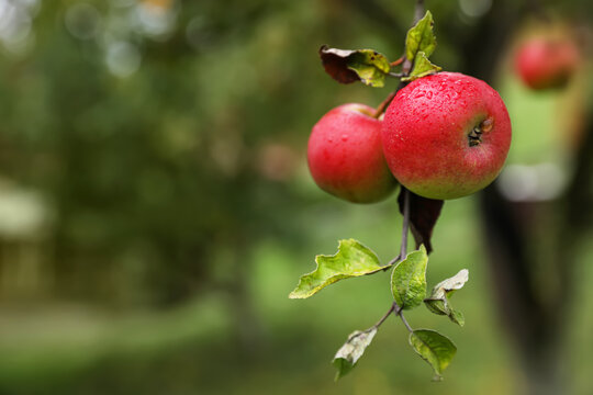 Delicious ripe red apples on tree in garden, space for text