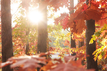 Picturesque view of forest with trees on sunny day. Autumn season