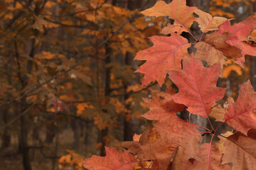 Beautiful oak leaves in forest, space for text. Autumn season