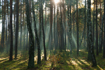 Majestic view of forest with sunbeams shining through trees in morning