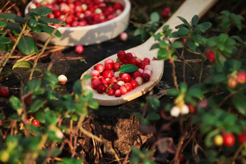 Delicious ripe red lingonberries in wooden spoon outdoors