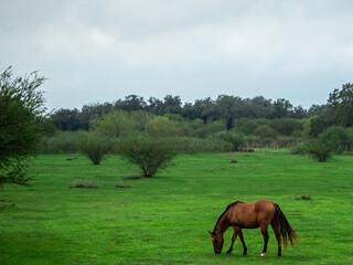 Obraz na płótnie Canvas A brown horse in a field grazing