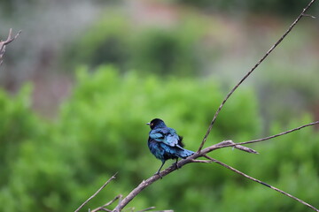 Cape Glossy Starling in South Africa