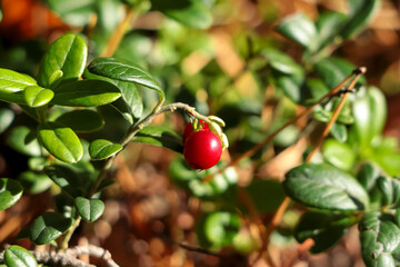 Tasty ripe lingonberry growing on sprig outdoors, closeup