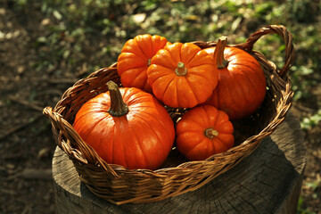 Wicker basket with many pumpkins in garden