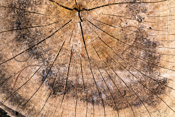 Fototapeta premium Large circular piece of wood cross section with tree ring texture pattern and cracks. Detailed organic surface of nature.
