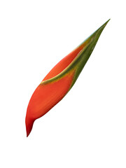 Red flower of Heliconia bihai, red palulu or garden banana tree, a tropical flower cut out.