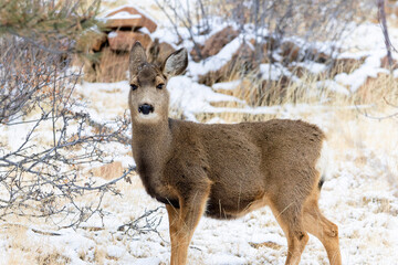 Winter Doe Mule Deer