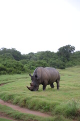 Fototapeta premium Rhino in the wild