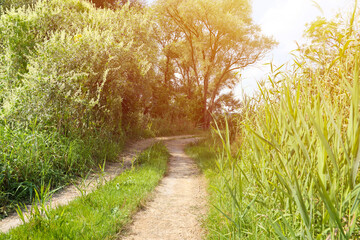 Landscape on the way in the marsh field. Dry dirt road between swamp lake