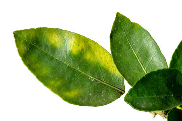 Lemon leaf isolated on transparent background