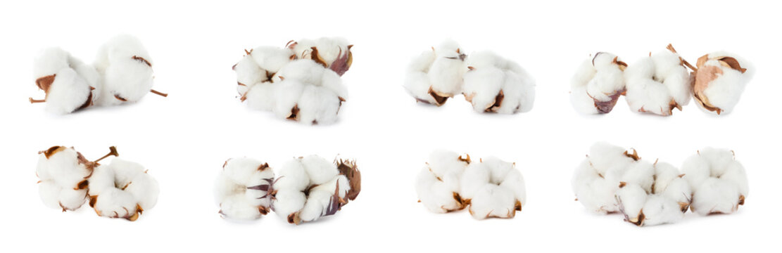 Set with fluffy cotton flowers on white background. Banner design