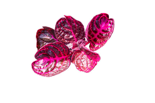 Bloodleaf, Iresine herbstii, top view isolated on transparent background