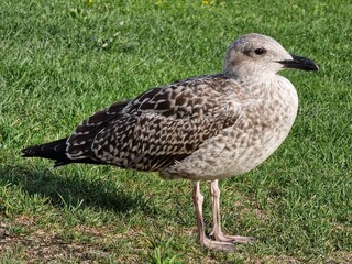 black headed gull