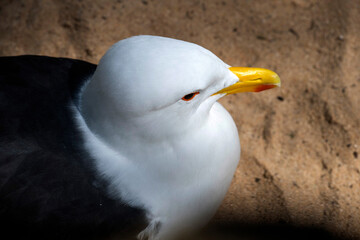 Kelp Gull (Larus dominicanus)