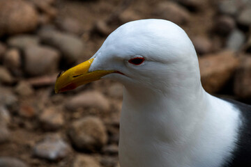 Kelp Gull (Larus dominicanus)