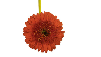 Gerbera, just one flower isolated from the background and cut out.