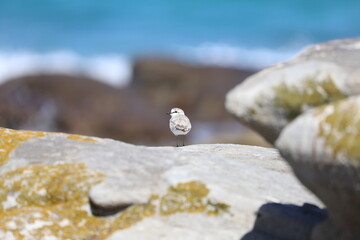 Bird on the rock, South Africa