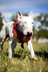 Bullterrier