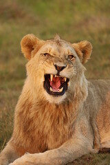 Lion and lioness, South Africa