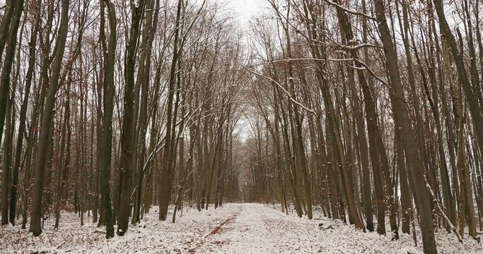 Verschneite Waldlandschaft. T&uuml;llinger Hohe im Winter. Hoherweg, Waldweg im T&uuml;llinger Wald ges&auml;umt von hohen Buchen mit schneebedeckten &Auml;sten 