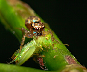 jumping spider with a prey on a branch in the forest