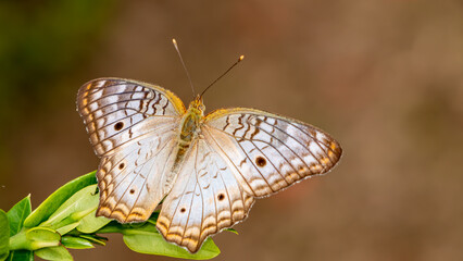 butterfly on leaf