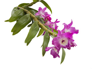 Closeup of pink orchid flowers Dendrobium nobile also called doll's eye that we find in trees in...