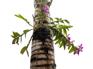Closeup of pink orchid flowers Dendrobium nobile also called doll's eye that we find in trees in...