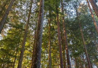 Fototapeta premium Wooded forest trees backlit by golden sunlight before sunset illuminating tree branches. Forest landscape in a morning