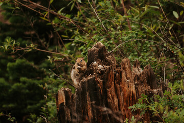 Chipmunk perched on tree-stump 
