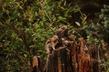 Chipmunk perched on tree-stump