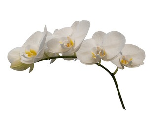 Phalaenopsis orchid, moth orchid, butterfly, anggrek bulan or moon orchid. Selective focus....